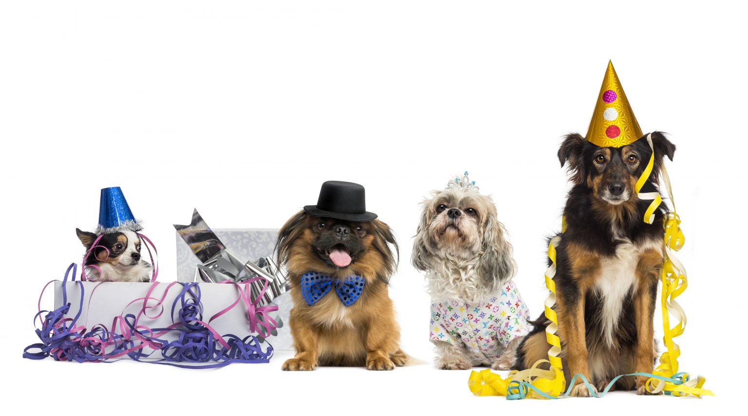 Performance Pups, Inc.